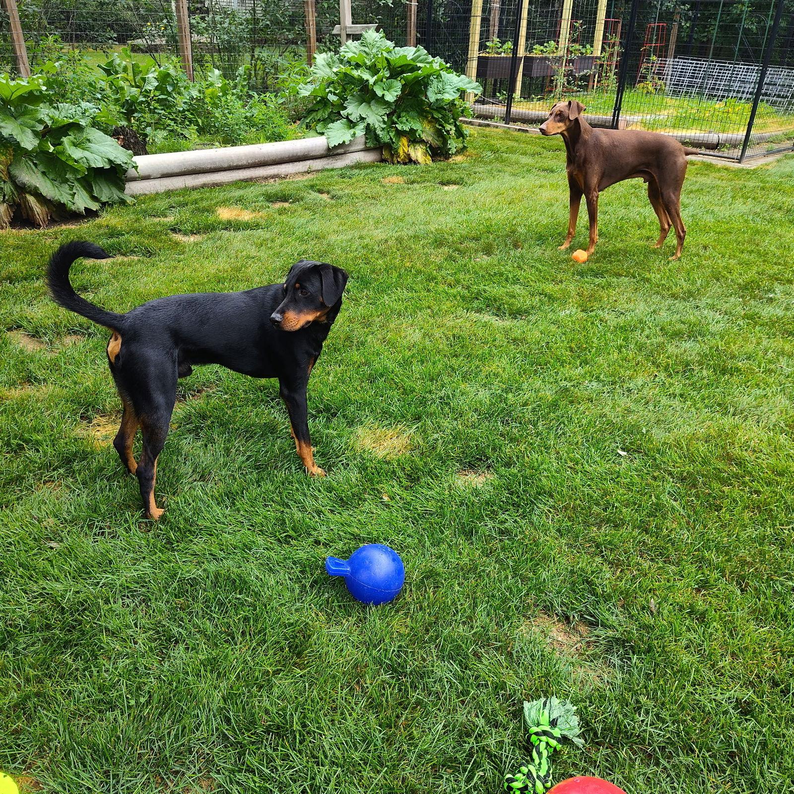Enlarge Henry, a Adoptable Doberman Pinscher in Minneapolis, MN image 3/3