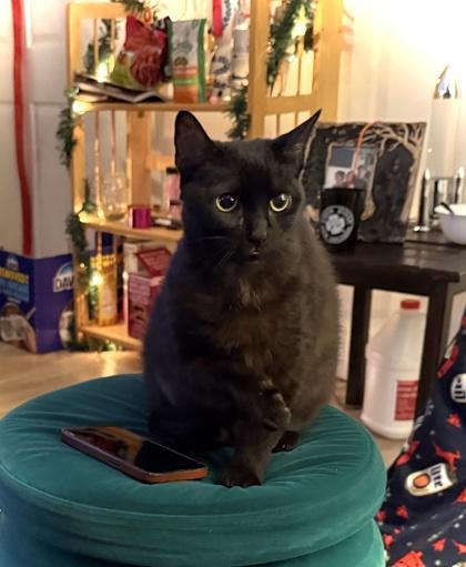 Twyla, Adoptable, Adult Female Domestic Short Hair & Domestic Short Hair.