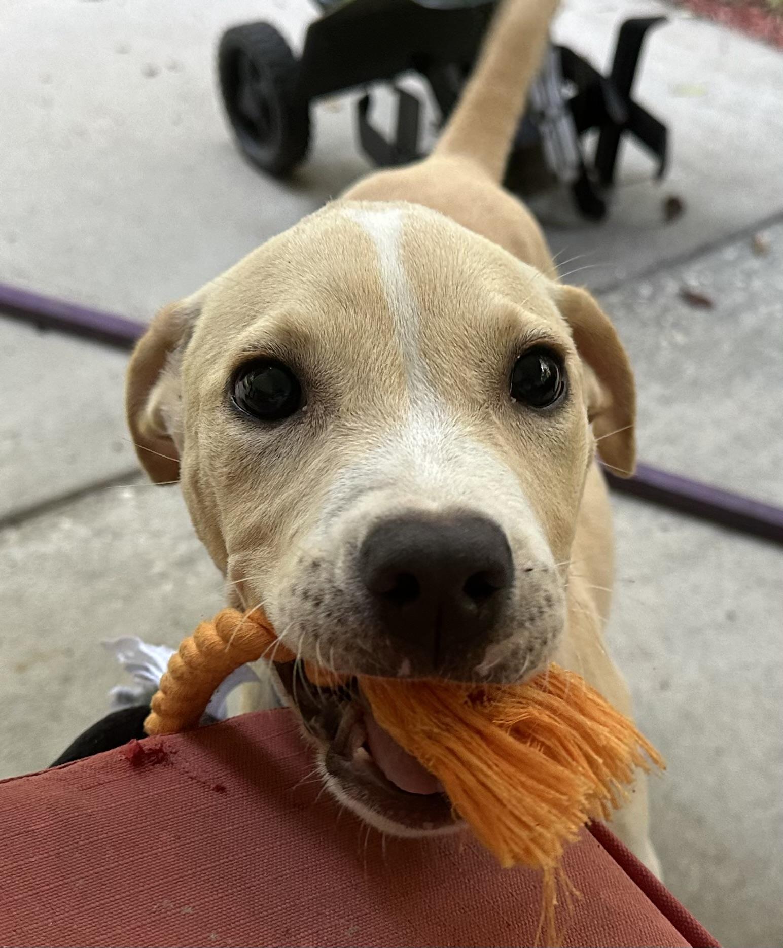 Salty Dog, Adopted, Young Male American Staffordshire Terrier & Labrador Retriever.