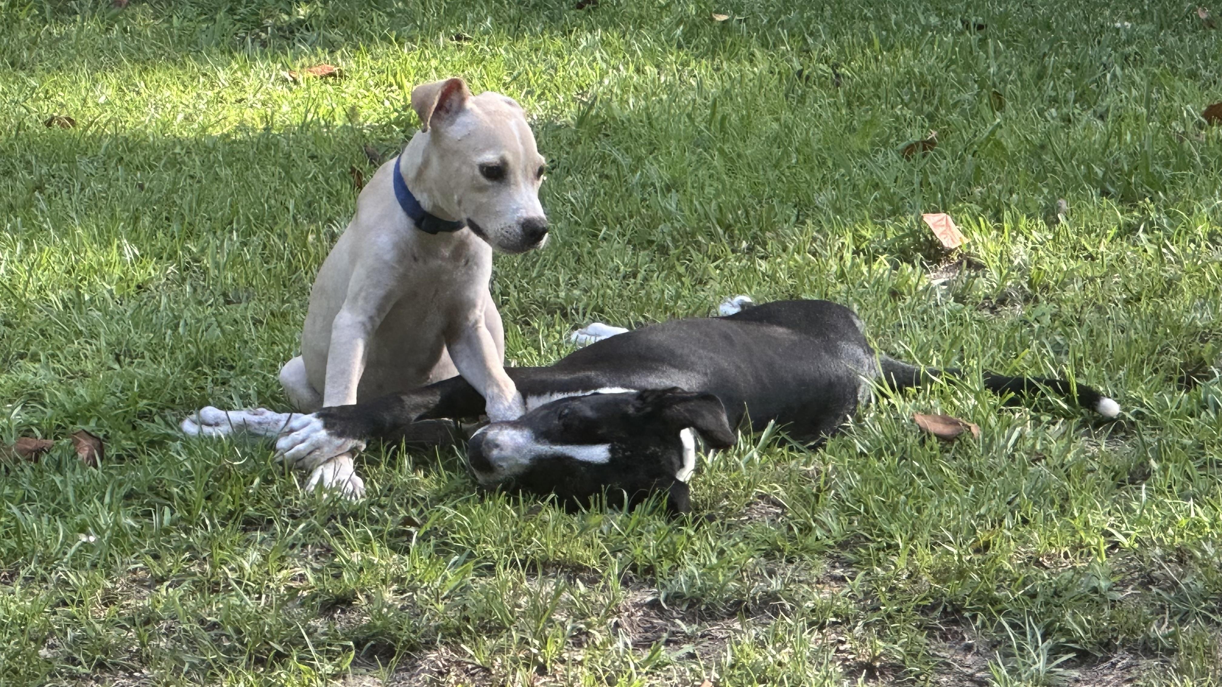 Enlarge Salty Dog, a Adopted mixed breed in Williston, FL image 2/2