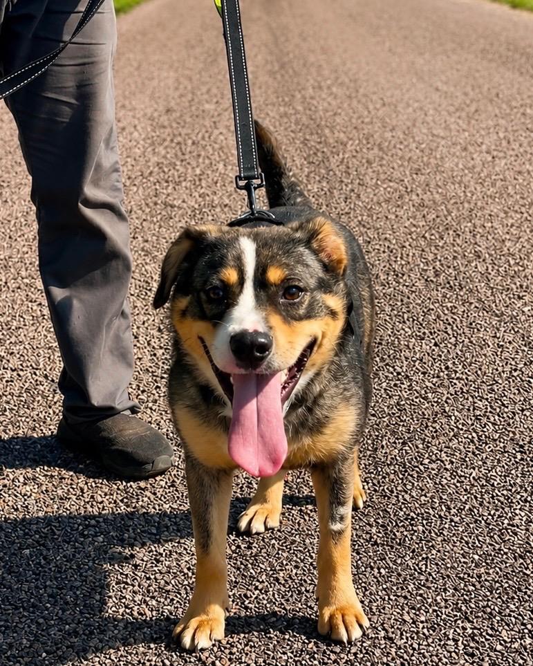 Turkey, Adoptable, Young Male Mixed Breed.
