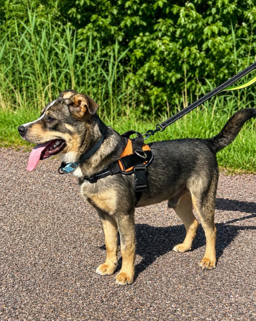 Turkey, a Adoptable mixed breed in Centralia, IL image 2/2