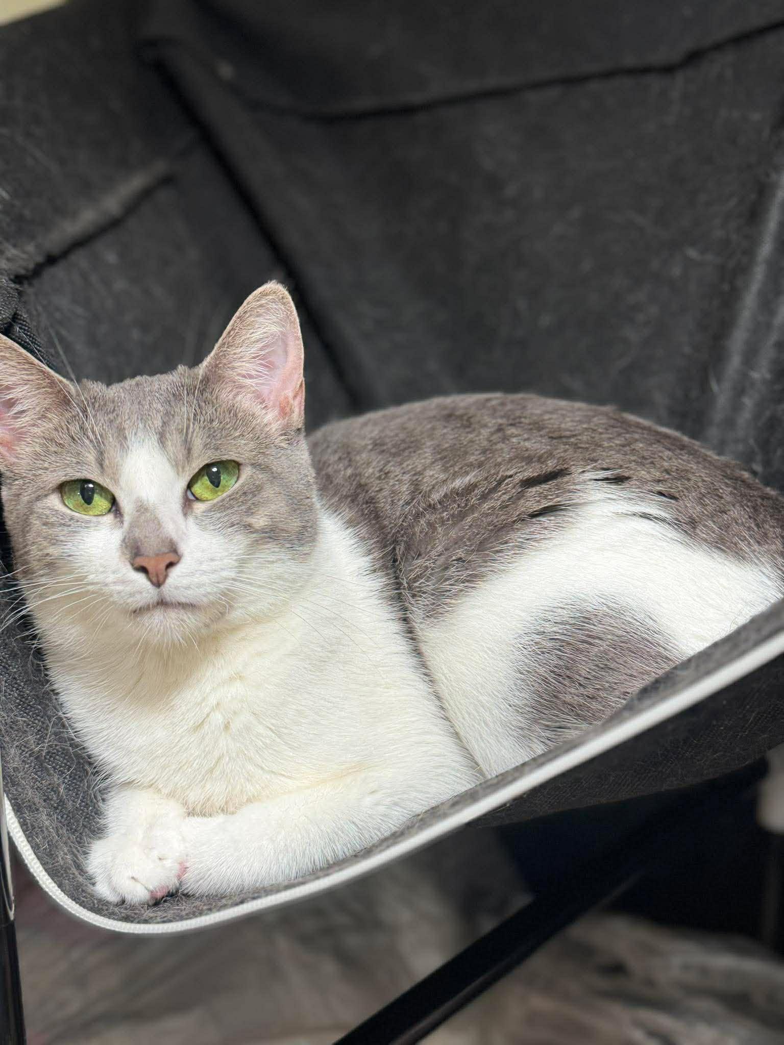 Enlarge Mushi, a ADOPTABLE Domestic Short Hair in Bayonne, NJ image 2/5