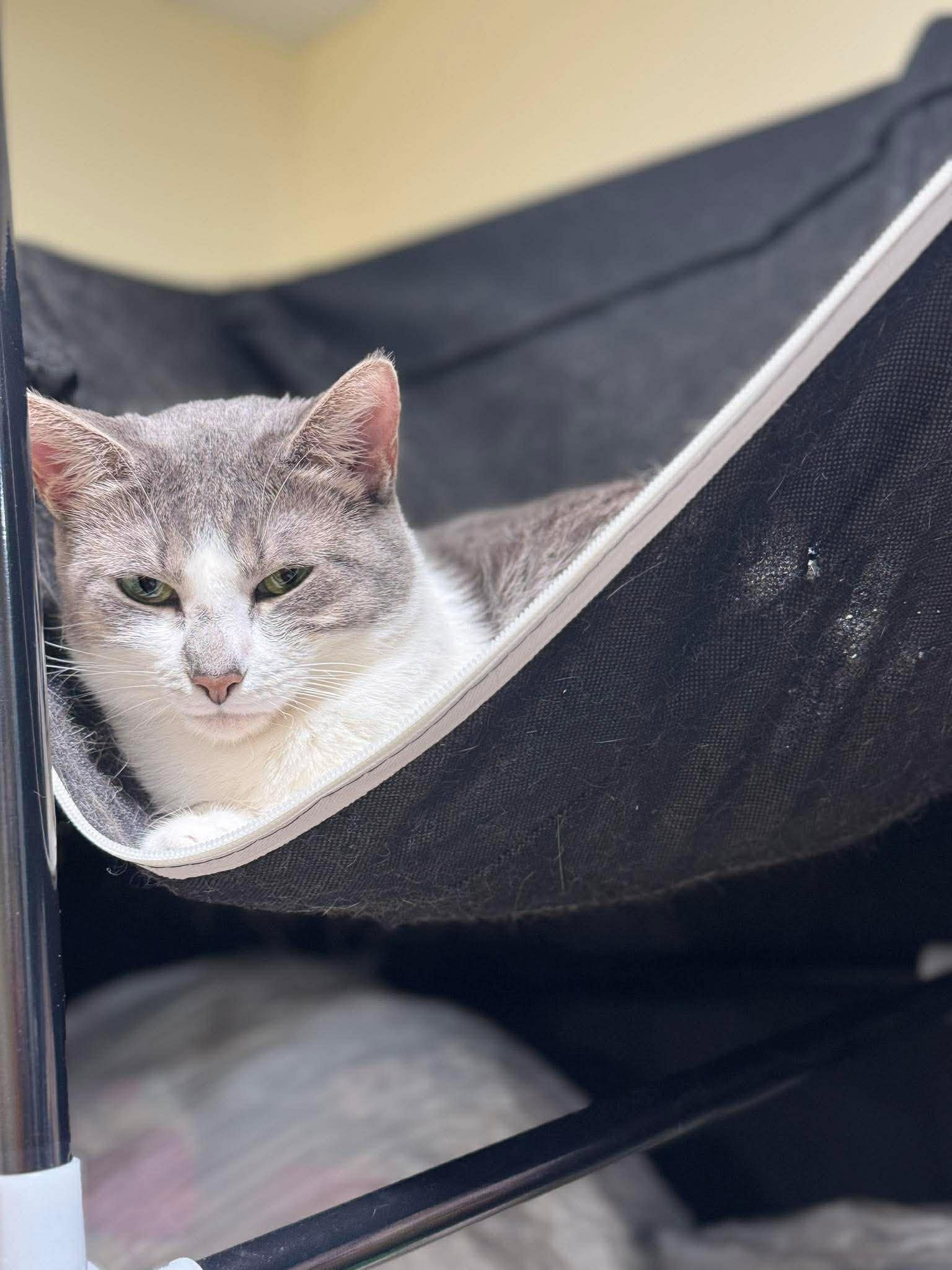 Enlarge Mushi, a ADOPTABLE Domestic Short Hair in Bayonne, NJ image 4/5