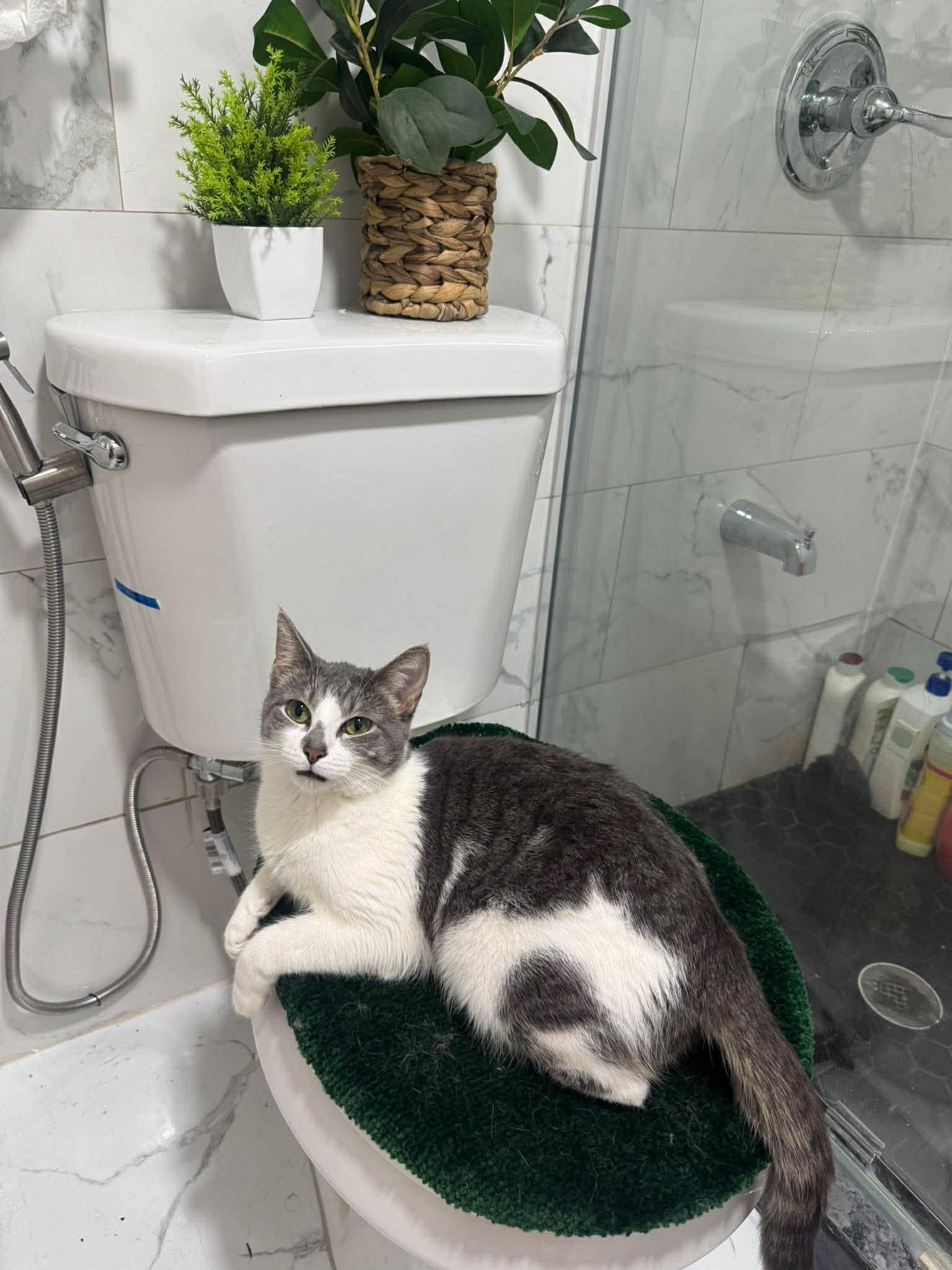 Enlarge Mushi, a ADOPTABLE Domestic Short Hair in Bayonne, NJ image 3/5