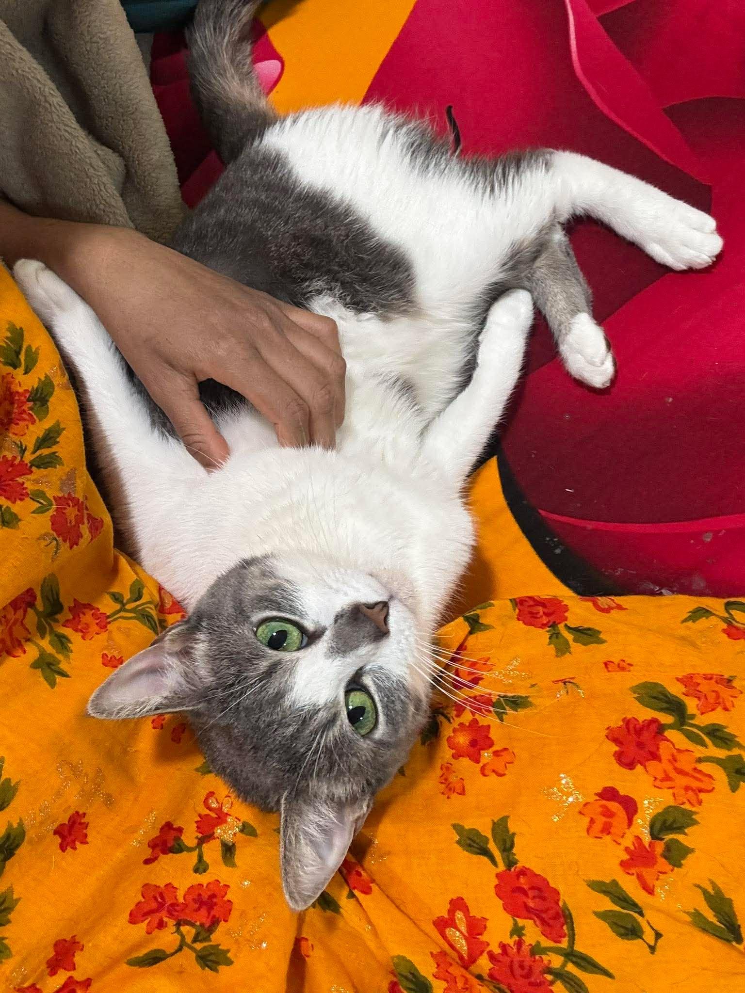 Enlarge Mushi, a ADOPTABLE Domestic Short Hair in Bayonne, NJ image 5/5