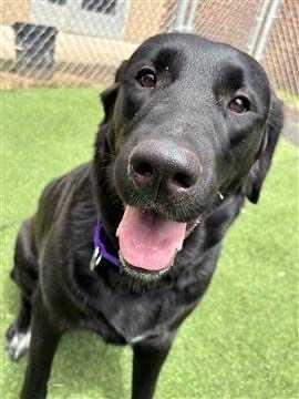 Matilda, Adoptable, Young Female Labrador Retriever & Newfoundland Dog.