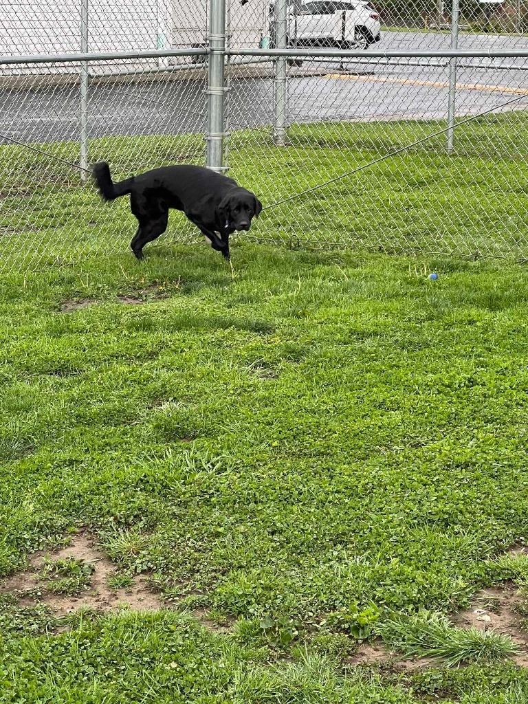 Enlarge Matilda, a Adoptable mixed breed in New Kensington, PA image 2/6