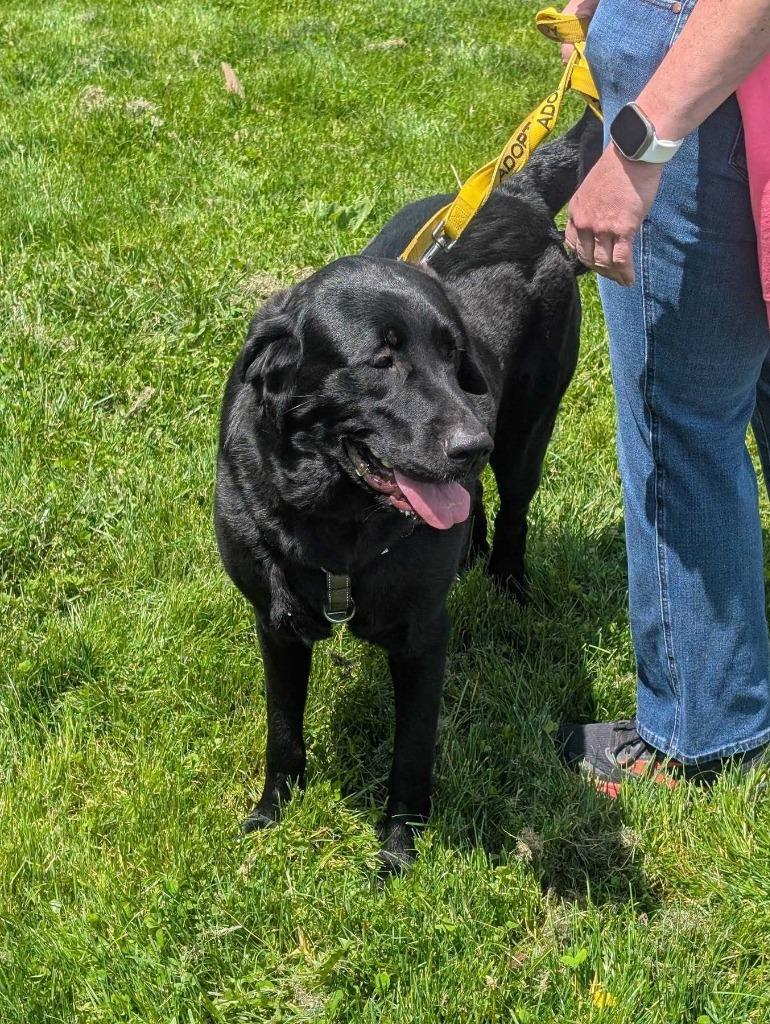 Enlarge Matilda, a Adoptable mixed breed in New Kensington, PA image 5/6