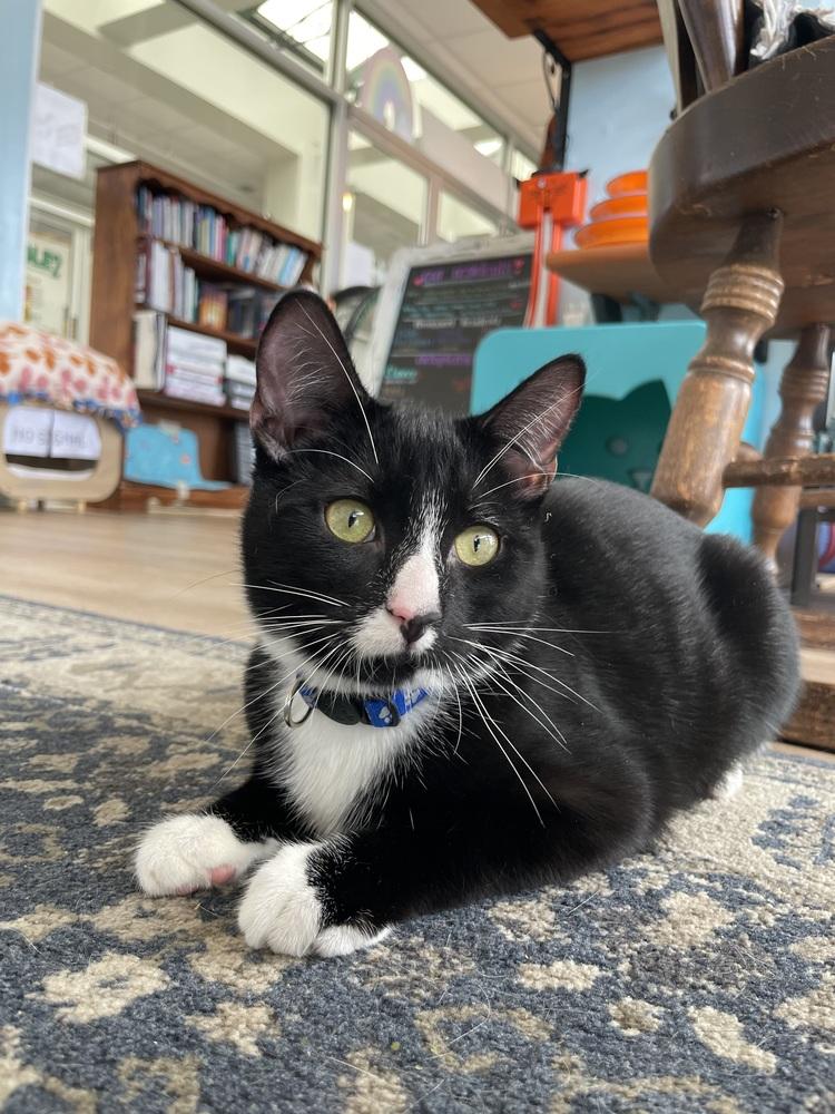 Enlarge TANZ, a Adoptable Domestic Short Hair in New Woodstock, NY image 1/3