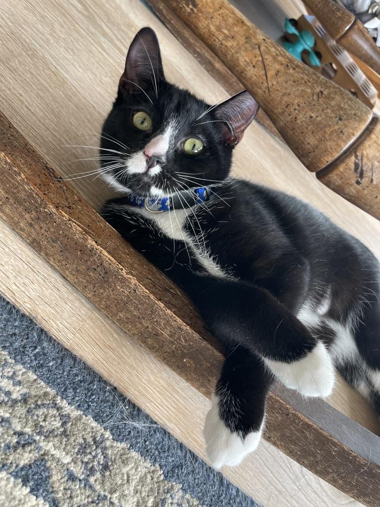 Enlarge TANZ, a Adoptable Domestic Short Hair in New Woodstock, NY image 2/3