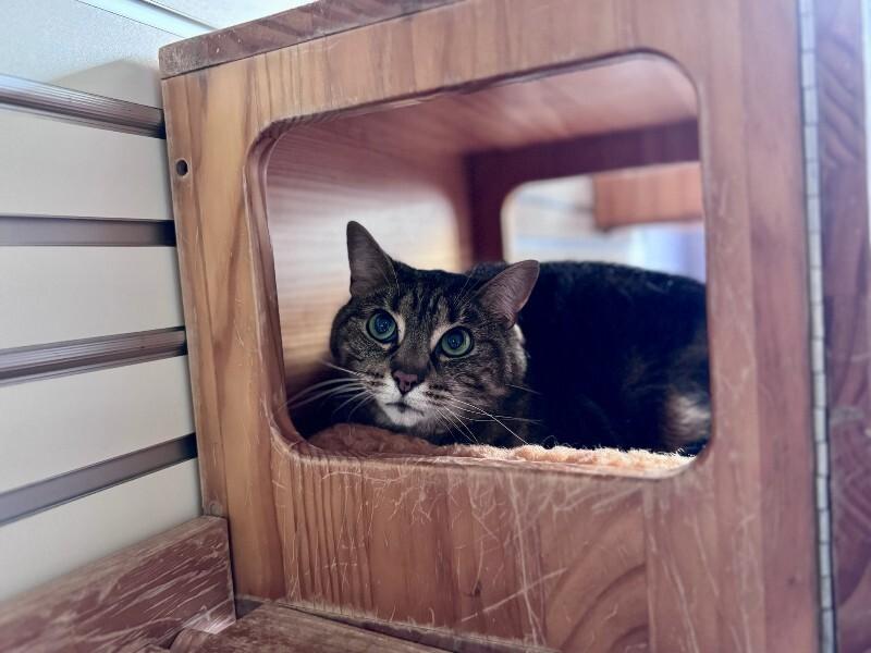 Enlarge Kitty Gaga, a Adoptable Domestic Short Hair in Wooster, OH image 1/1