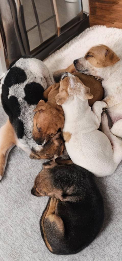 Enlarge River, a ADOPTABLE mixed breed in San Antonio, TX image 3/3