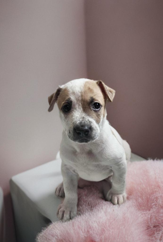 Enlarge River, a ADOPTABLE mixed breed in San Antonio, TX image 1/3