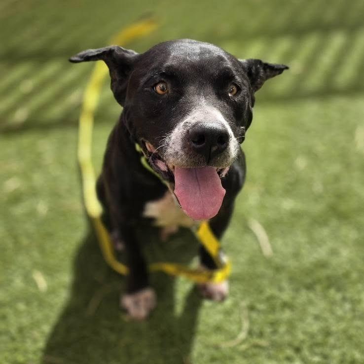 Enlarge Boomer, a Adoptable Pit Bull Terrier in Las Vegas, NV image 1/6