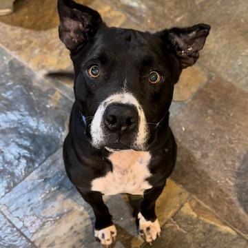 Enlarge Boomer, a Adoptable Pit Bull Terrier in Las Vegas, NV image 2/6