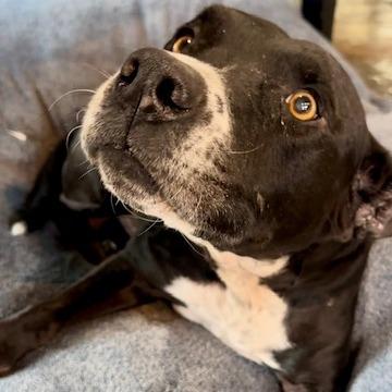 Enlarge Boomer, a Adoptable Pit Bull Terrier in Las Vegas, NV image 3/6