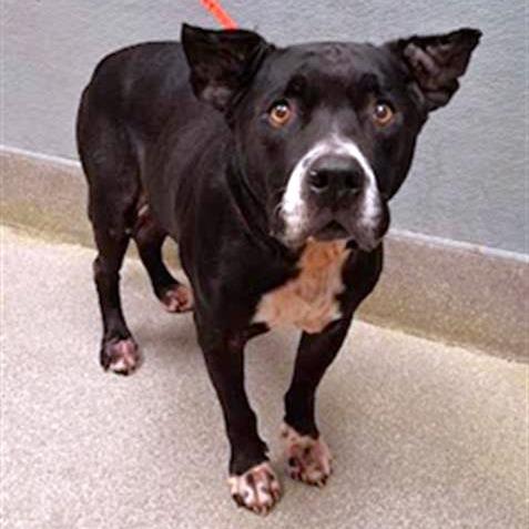 Enlarge Boomer, a Adoptable Pit Bull Terrier in Las Vegas, NV image 4/6