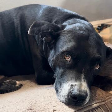 Enlarge Boomer, a Adoptable Pit Bull Terrier in Las Vegas, NV image 5/6