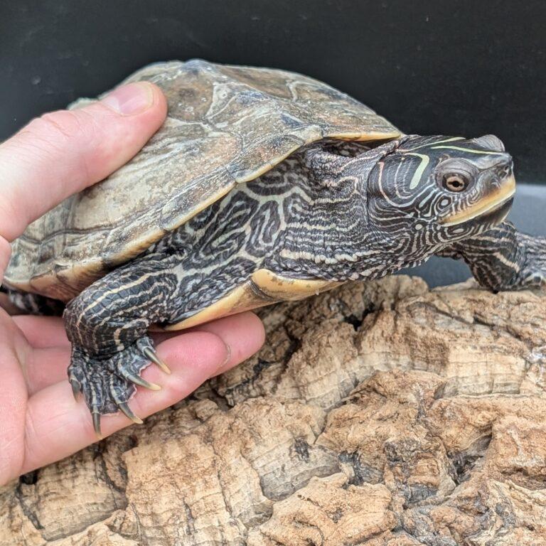 Enlarge Herman, a Adopted Mississippi Map Turtle in Pefferlaw, ON image 1/1