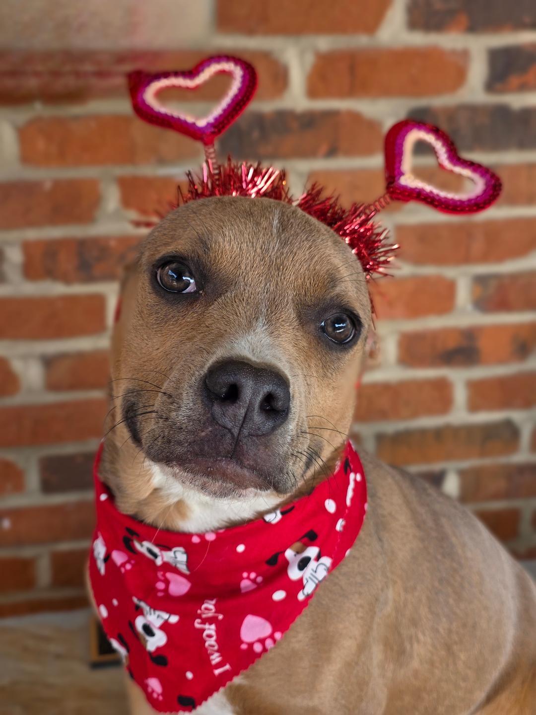 Enlarge Cranberry, a ADOPTABLE mixed breed in Phenix City, AL image 3/4