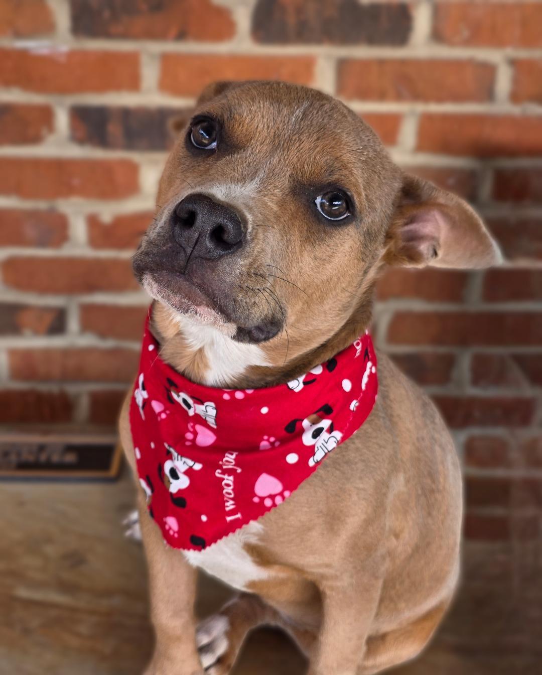 Enlarge Cranberry, a ADOPTABLE mixed breed in Phenix City, AL image 4/4