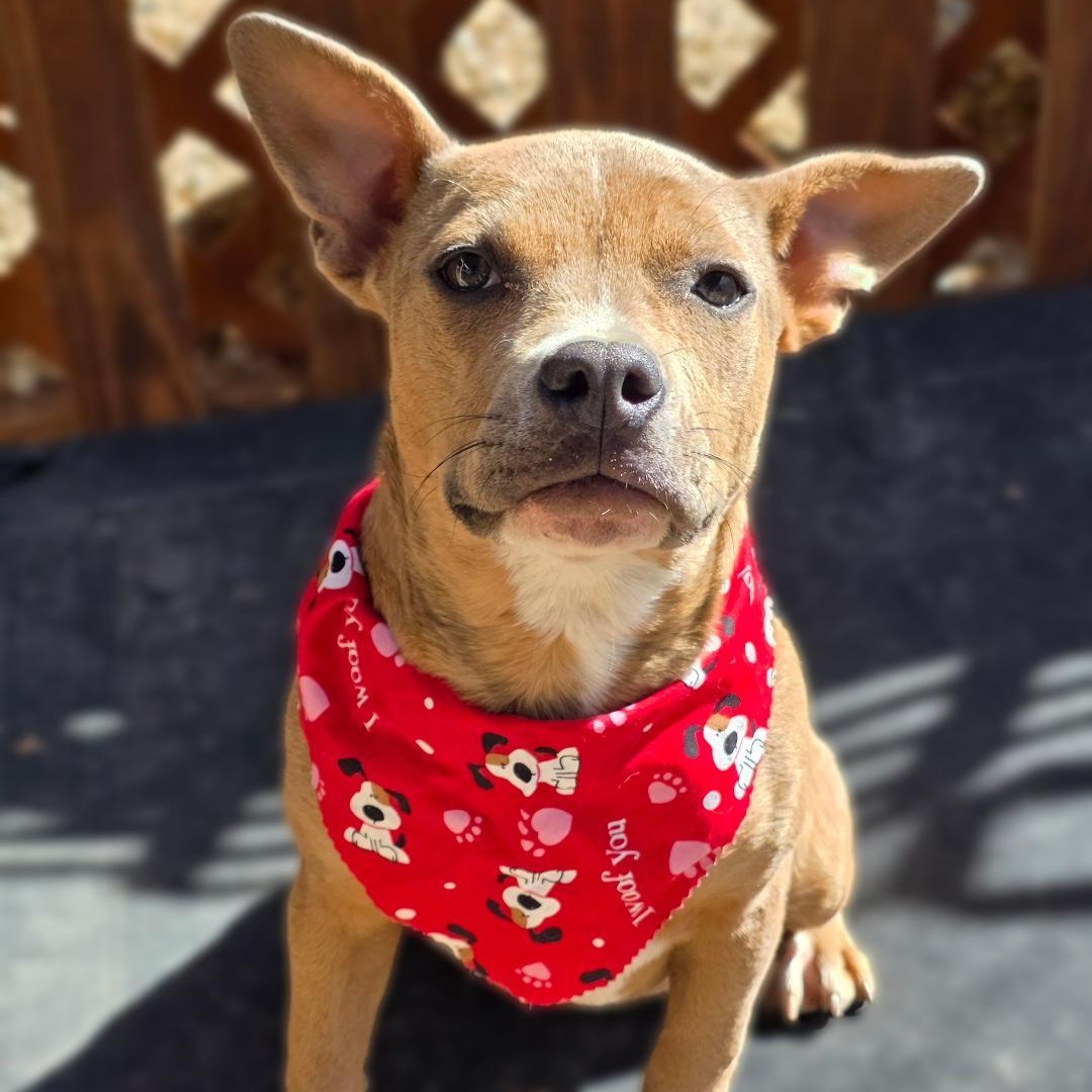 Enlarge Cranberry, a ADOPTABLE mixed breed in Phenix City, AL image 1/4