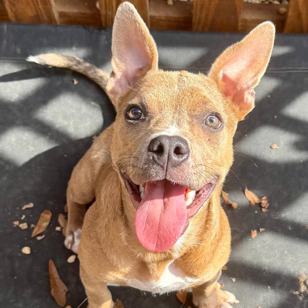 Enlarge Cranberry, a ADOPTABLE mixed breed in Phenix City, AL image 2/4