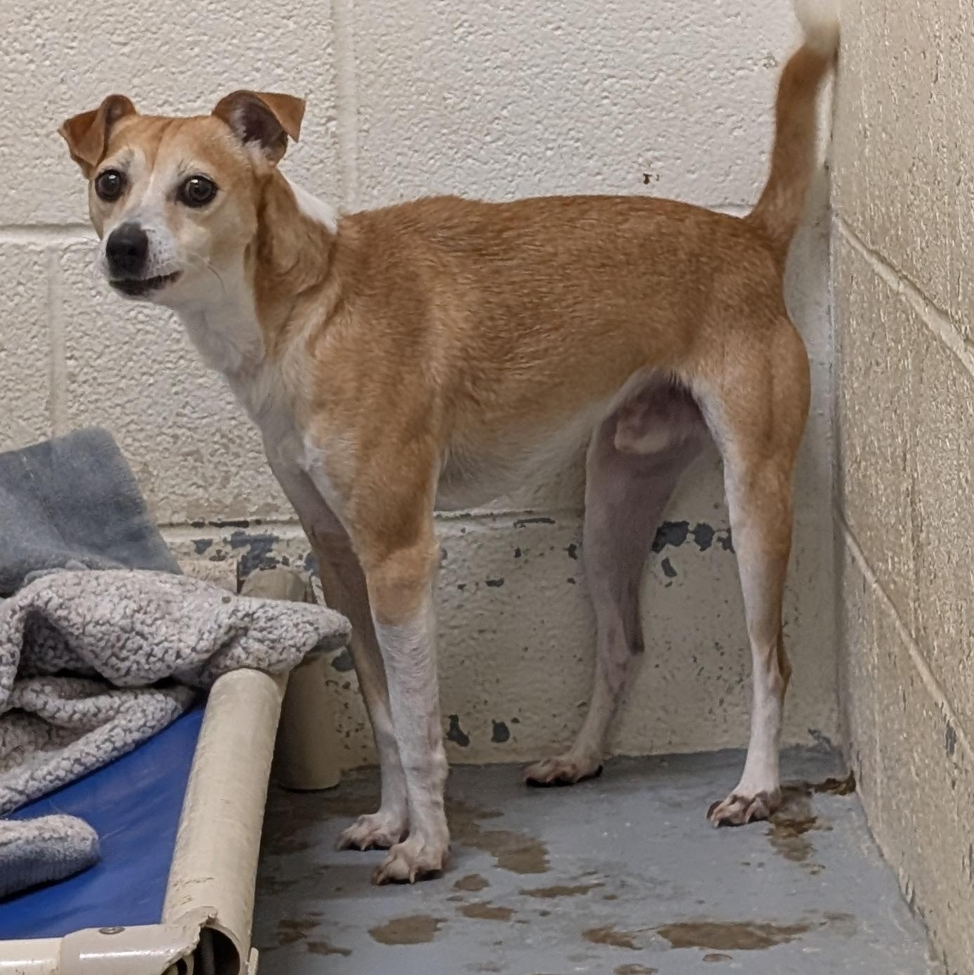 191907 LOOKING FOR OWNER, ADOPTABLE, Adult Male Italian Greyhound & Jack Russell Terrier.