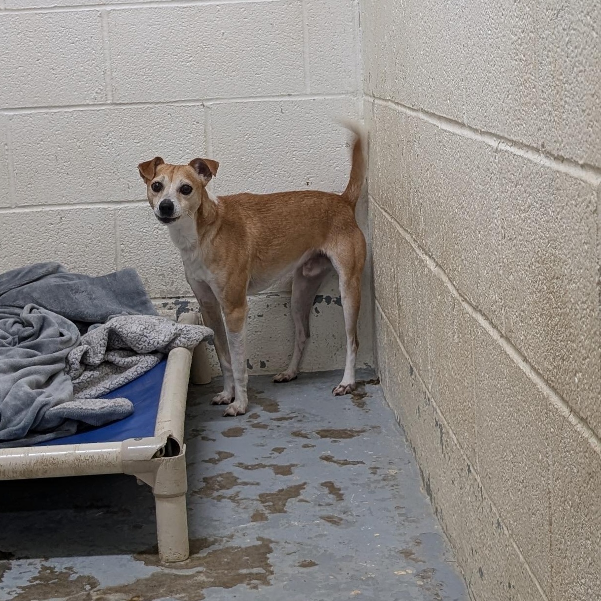 191907 LOOKING FOR OWNER, a ADOPTABLE mixed breed in Ravenna, OH image 2/2