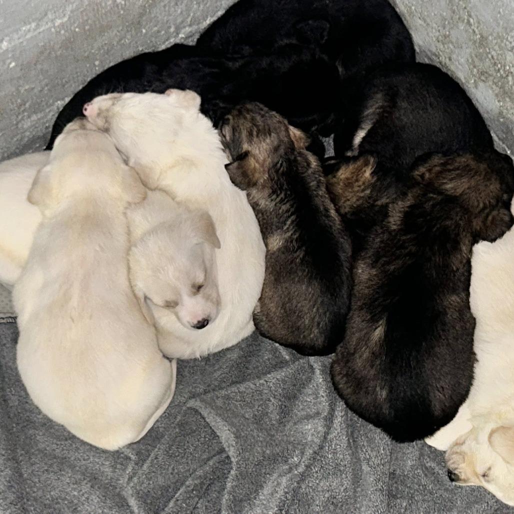 CT Nymeria, Adoptable, Adult Female Hound.