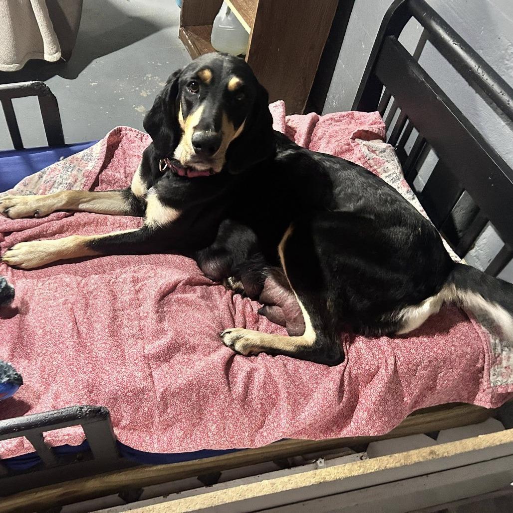 Enlarge CT Nymeria, a Adoptable mixed breed in Stormville, NY image 2/4