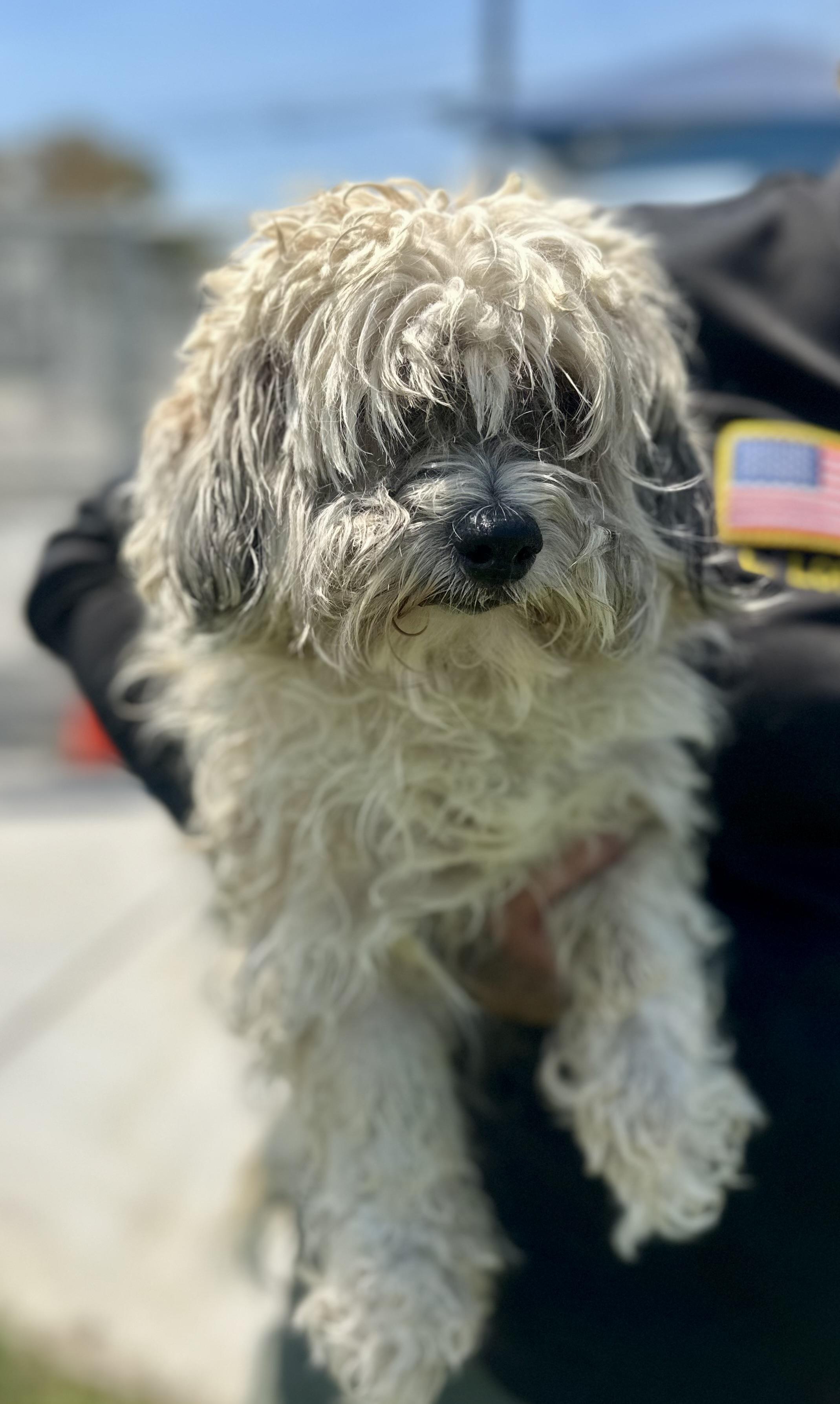 Nacho #4576 (801) ON HOLD, an adoptable Maltipoo in Victorville, CA, 92392 | Photo Image 3