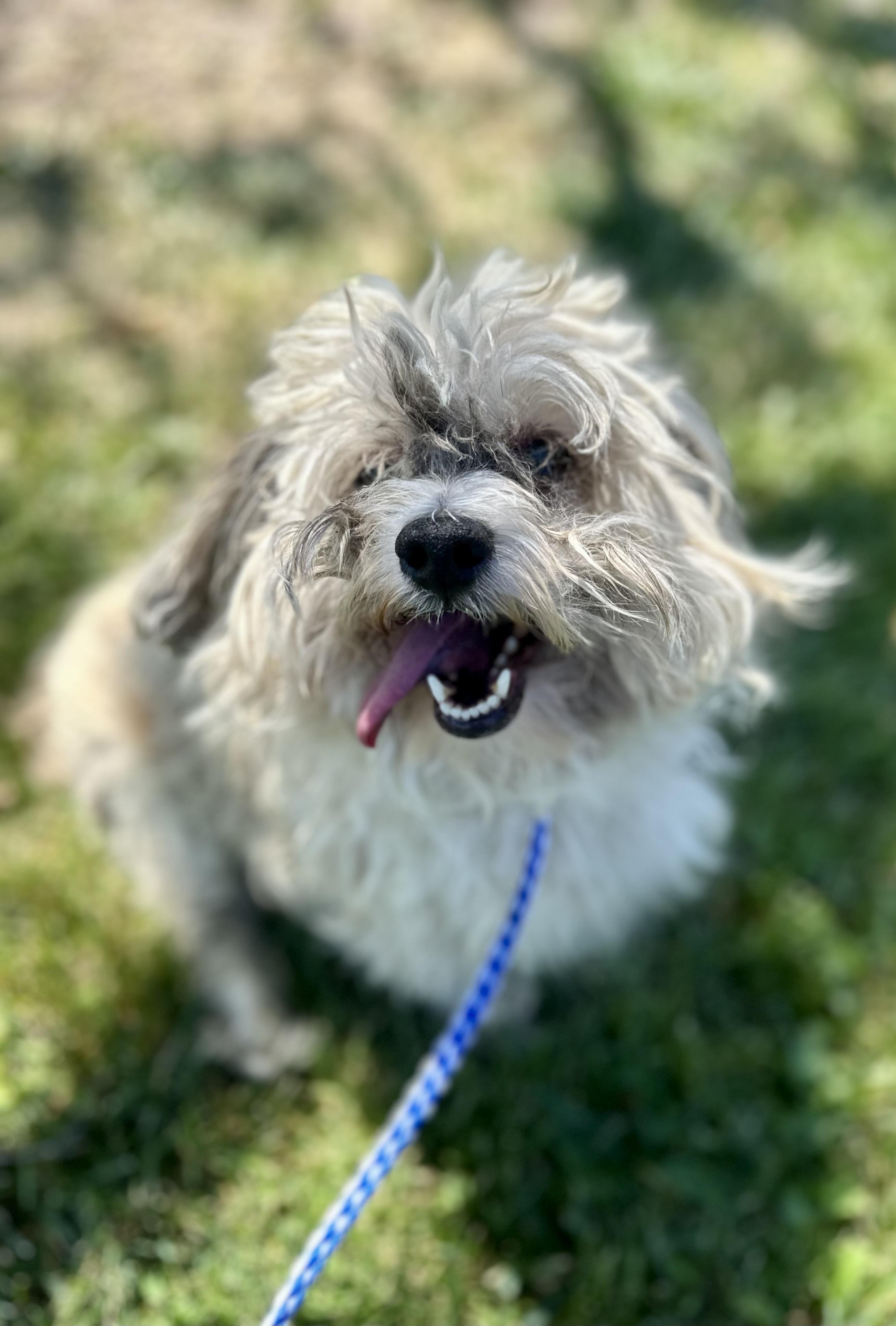 Nacho #4576 (801) ON HOLD, an adoptable Maltipoo in Victorville, CA, 92392 | Photo Image 1