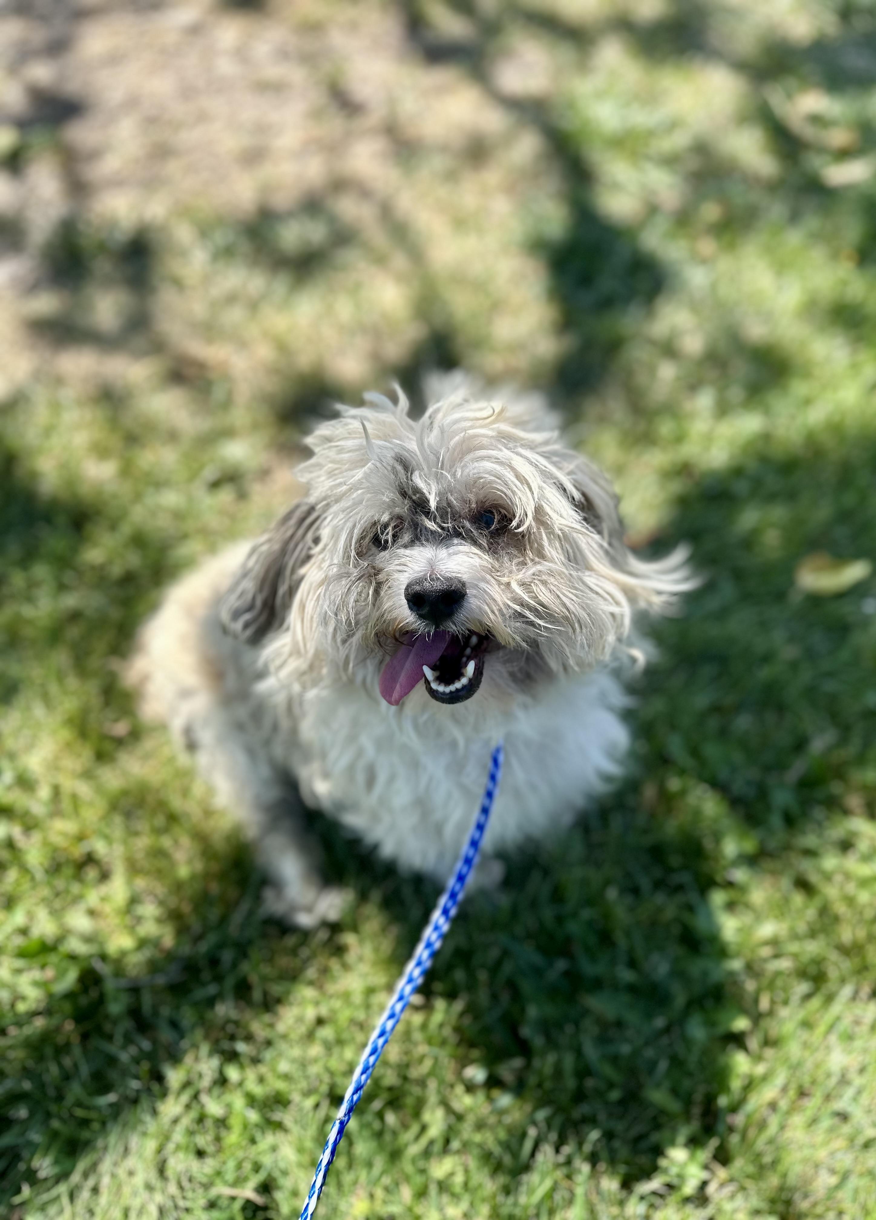 Nacho #4576 (801) ON HOLD, an adoptable Maltipoo in Victorville, CA, 92392 | Photo Image 2