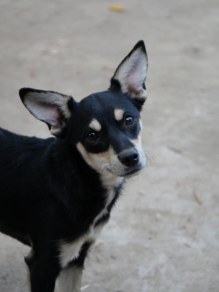 Enlarge Rosa, a Adoptable mixed breed in Boulder, CO image 1/5