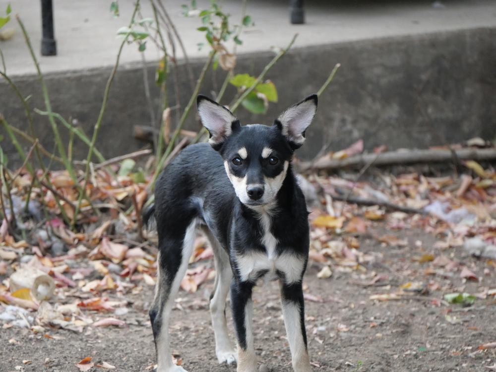 Enlarge Rosa, a Adoptable mixed breed in Boulder, CO image 5/5
