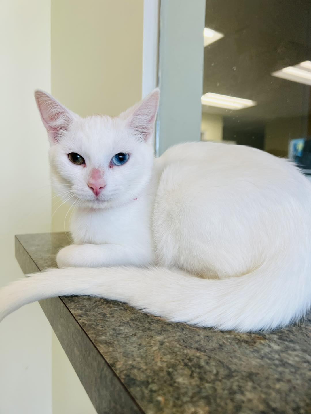 Sirius, an adopted Domestic Short Hair in Ionia, MI image 1/2