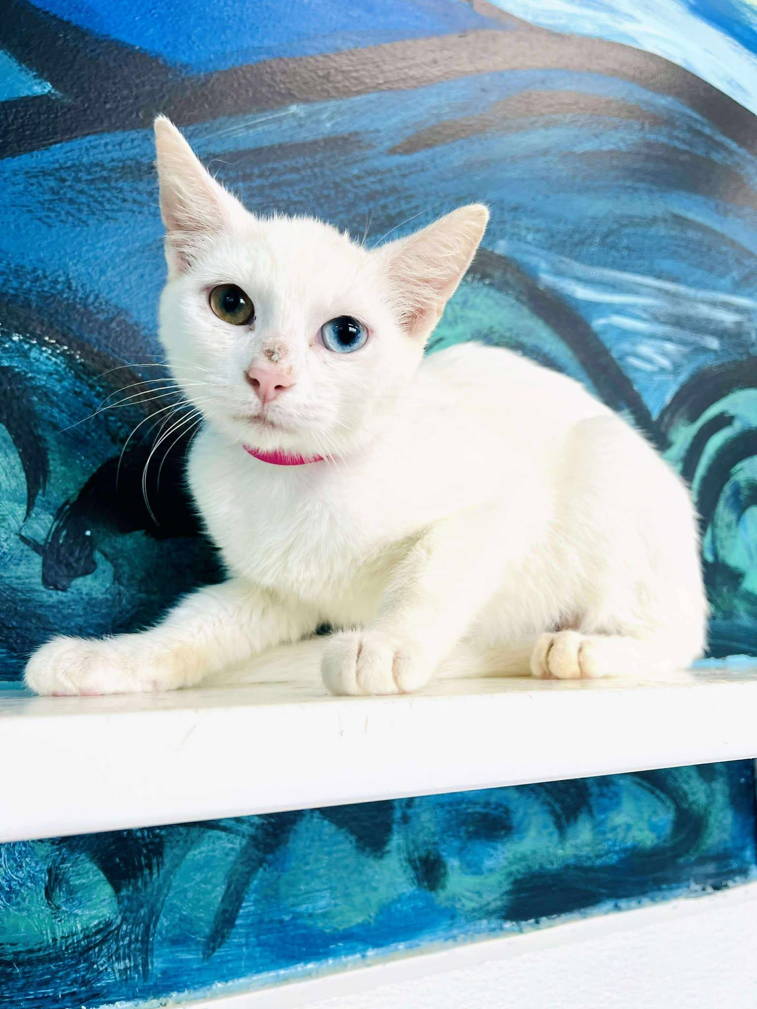 Sirius, an adopted Domestic Short Hair in Ionia, MI image 2/2