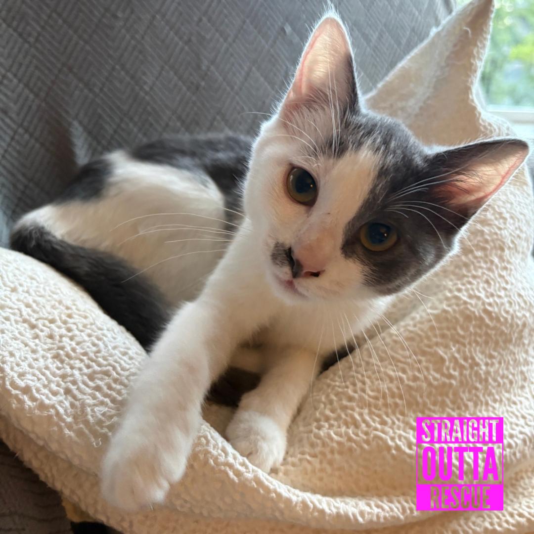 Enlarge Chessie, a Adoptable Domestic Short Hair in Vancouver, BC image 3/6