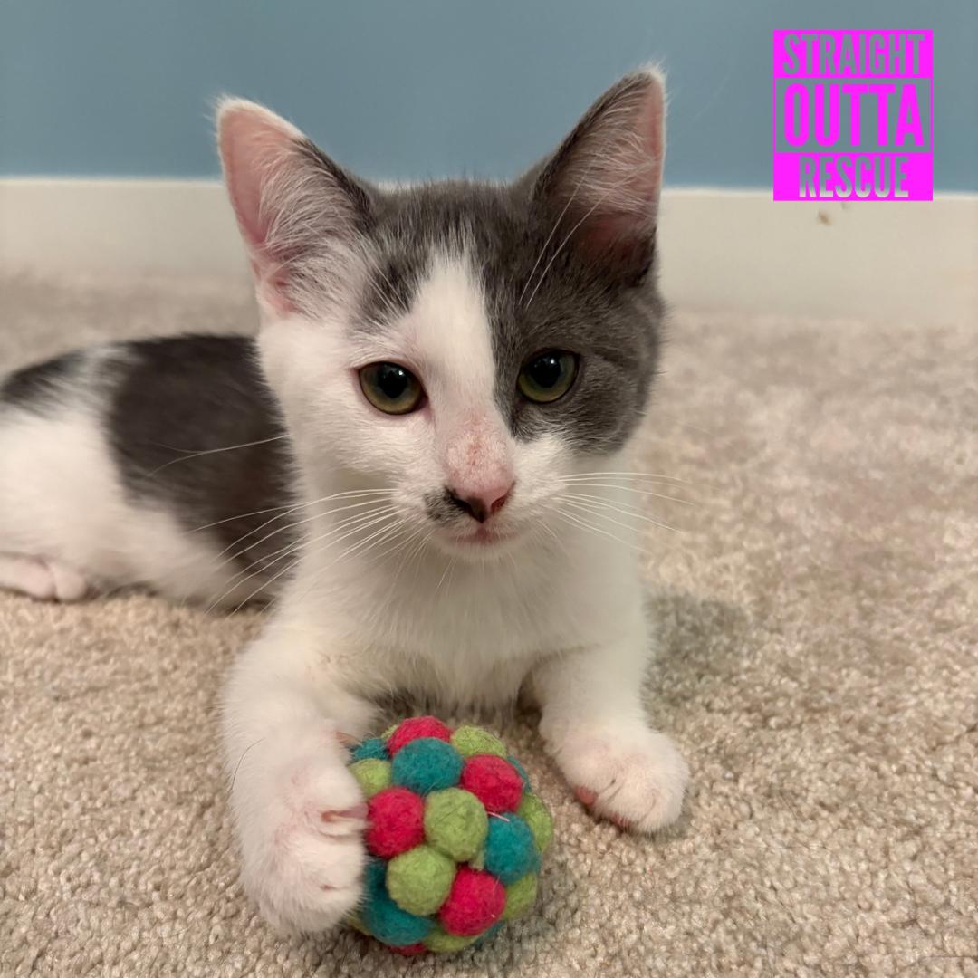 Enlarge Chessie, a ADOPTABLE Domestic Short Hair in Vancouver, BC image 5/6