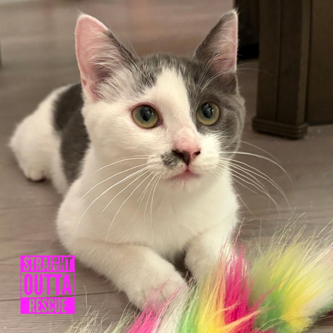 Enlarge Chessie, a Adoptable Domestic Short Hair in Vancouver, BC image 2/6