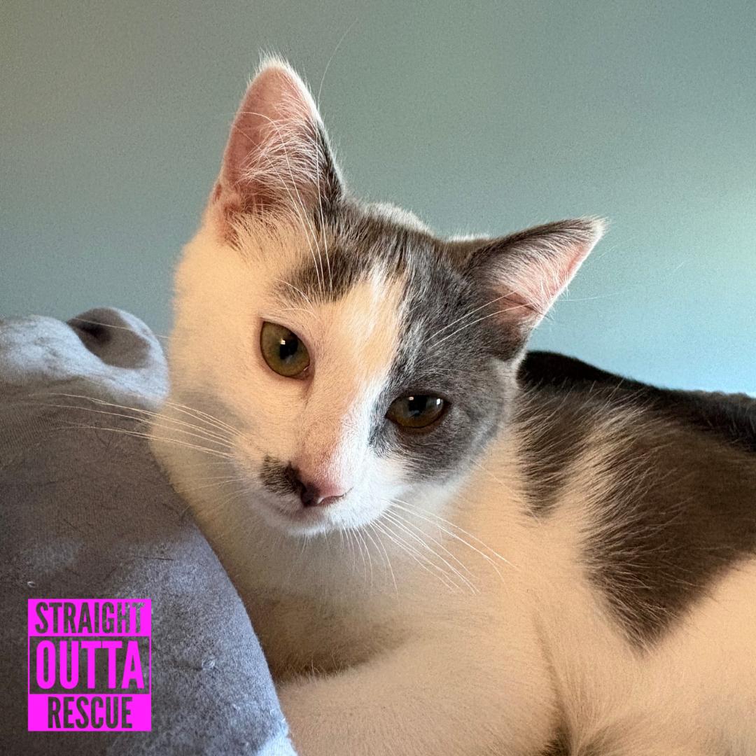 Enlarge Chessie, a ADOPTABLE Domestic Short Hair in Vancouver, BC image 2/6
