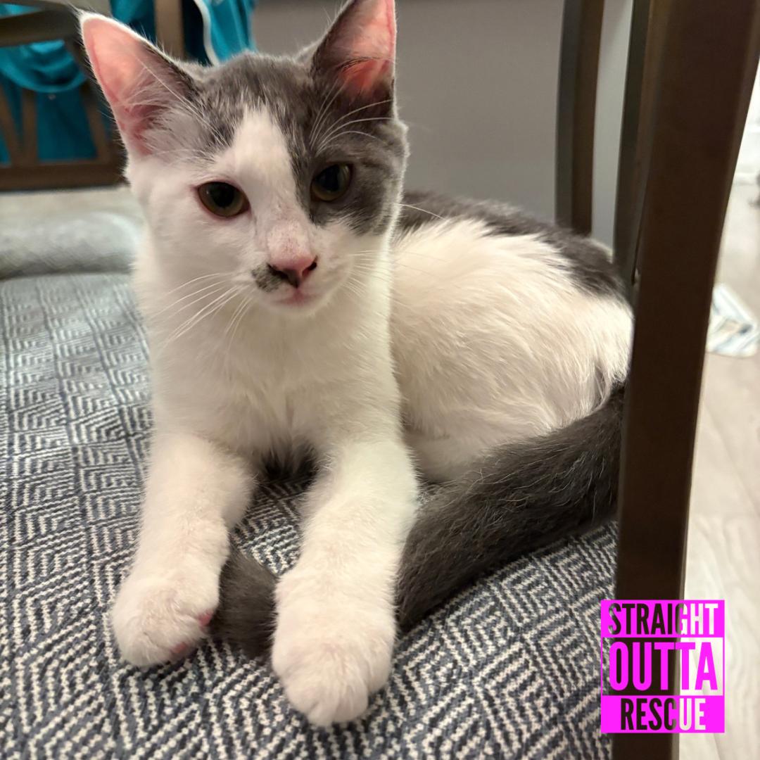 Enlarge Chessie, a Adoptable Domestic Short Hair in Vancouver, BC image 5/6