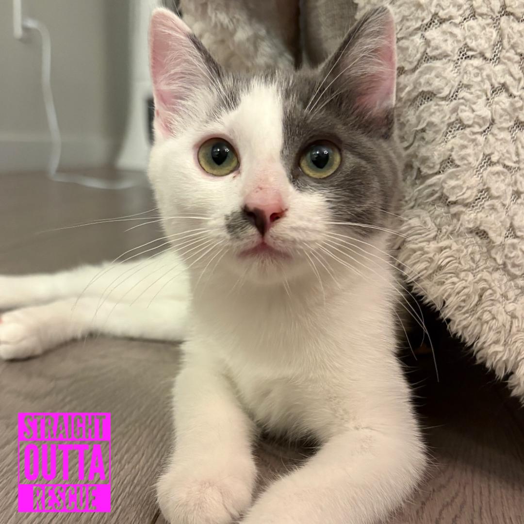 Chessie, ADOPTABLE, Kitten Female Domestic Short Hair.