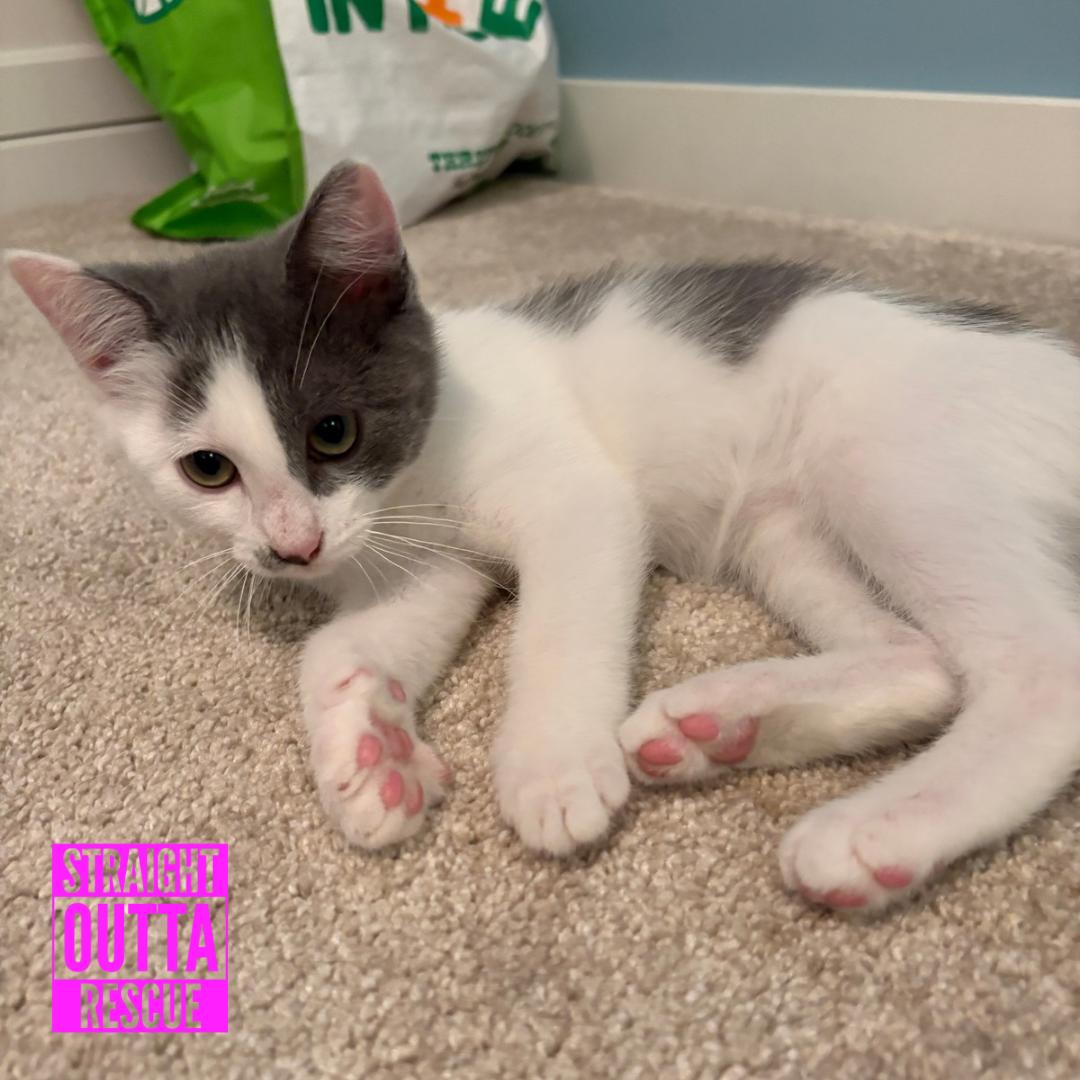 Enlarge Chessie, a ADOPTABLE Domestic Short Hair in Vancouver, BC image 6/6
