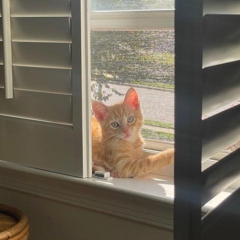 Karev, Adopted, Kitten Male Tabby.