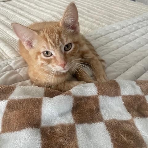 Enlarge Karev, a Adopted Tabby in Frederick, MD image 2/5