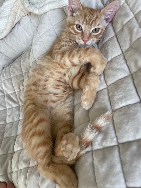 Enlarge Karev, a Adopted Tabby in Frederick, MD image 3/5