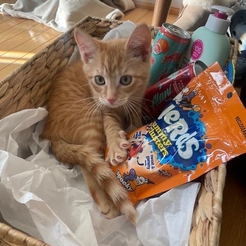 Enlarge Karev, a Adopted Tabby in Frederick, MD image 5/5